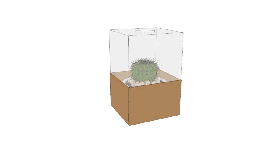 cactus box