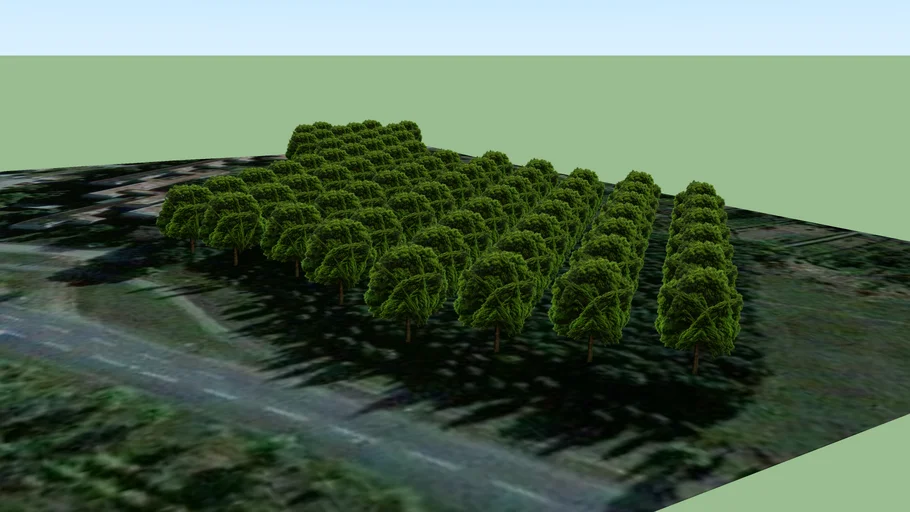 bosque