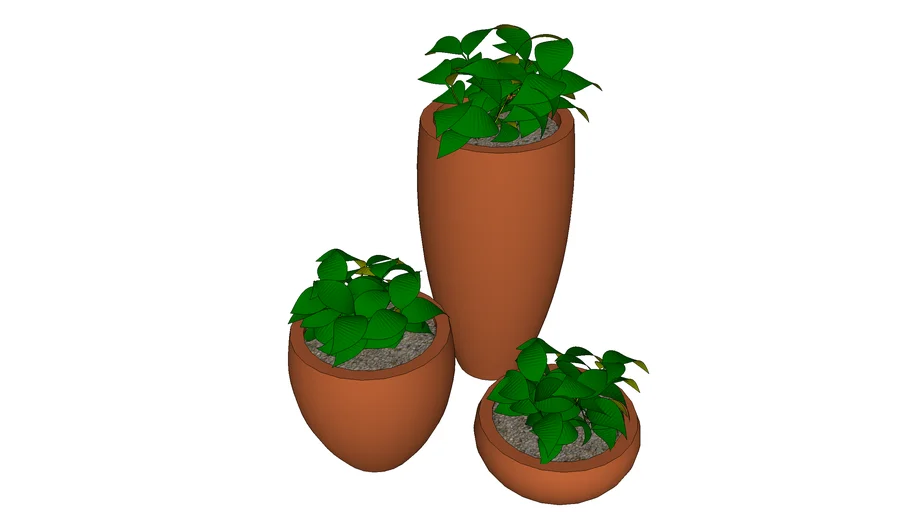 plant loro