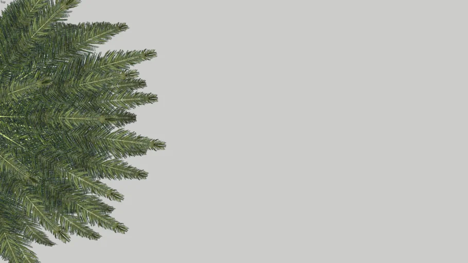 palmera