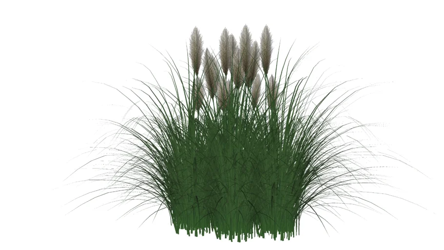 Cortaderia selloana : Capim dos pampas