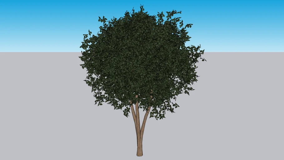 Pohon 1