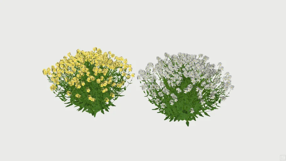 Nemesia Plants