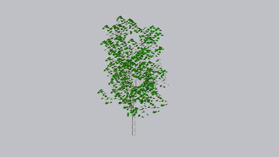 Ornamental/ Shade Tree