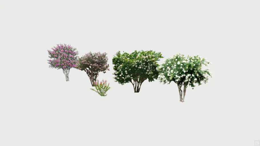 Lagerstroemia Indica Shrubs