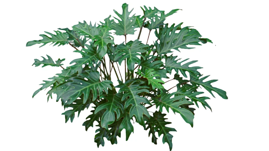 Philodendron Xanadu