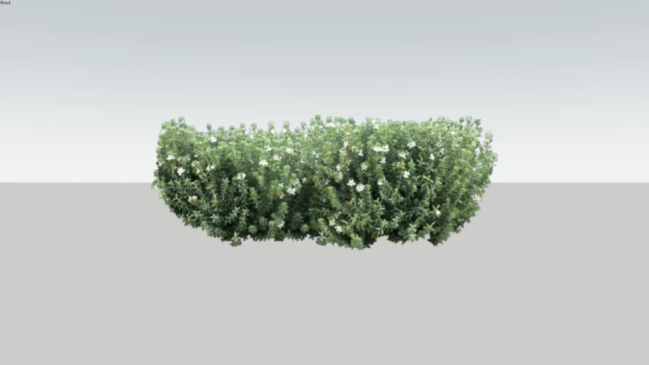 Grey Box TM Hedge
