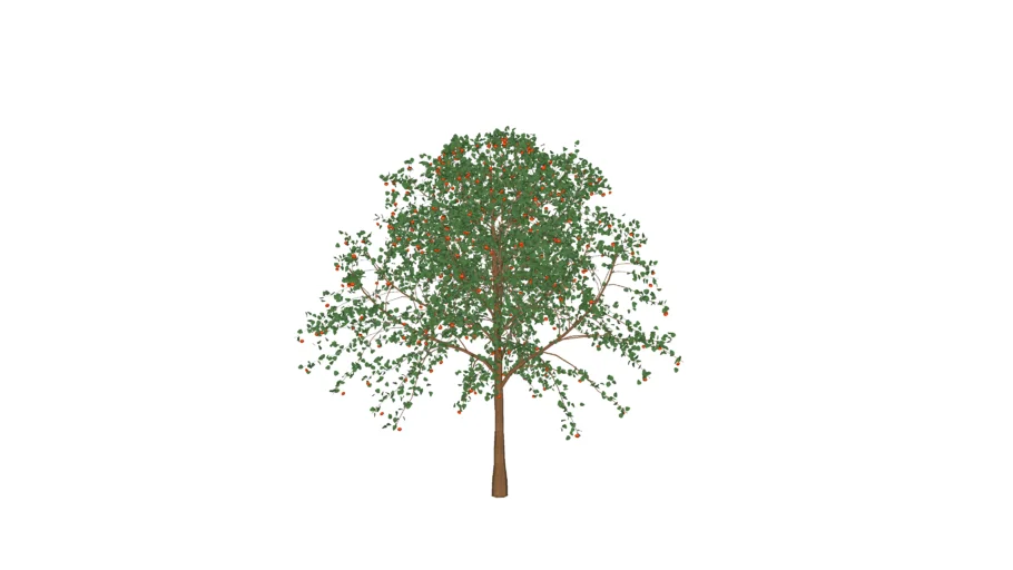 Eugenia uniflora - Pitangueira