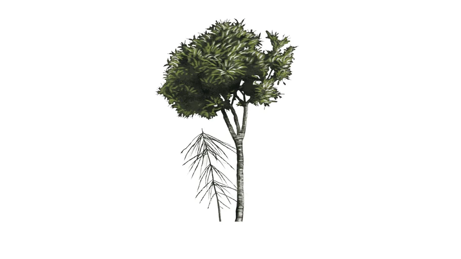 Lancewood Tree