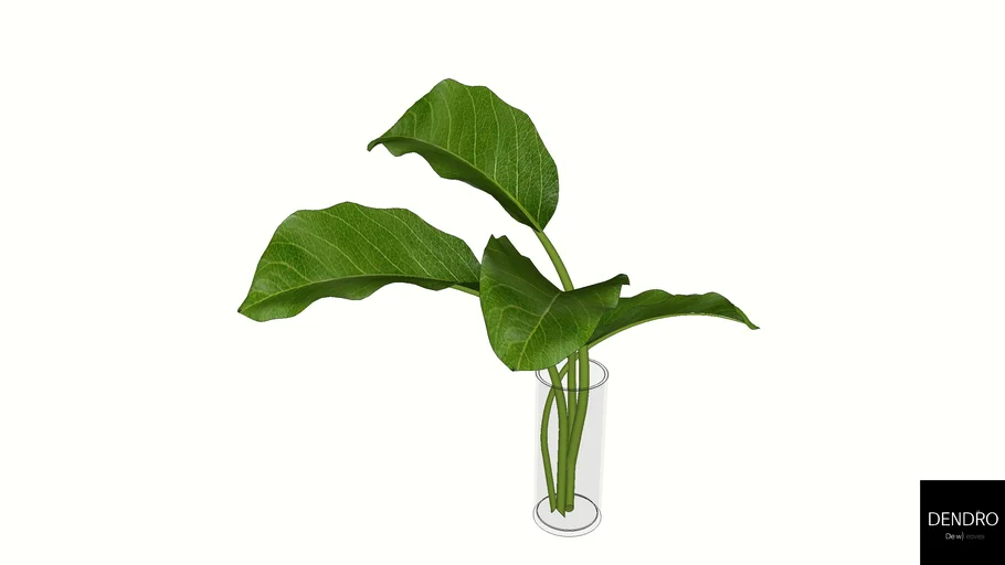 DENDRO+រុក្ខជាតិ Alocasia - Elephant Ear - Houseplant Styling
