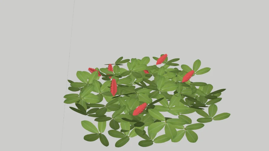 Acalypha reptans - Rabo de gato, Acalifa Rasteira, Rabinho de Gato, Taturana