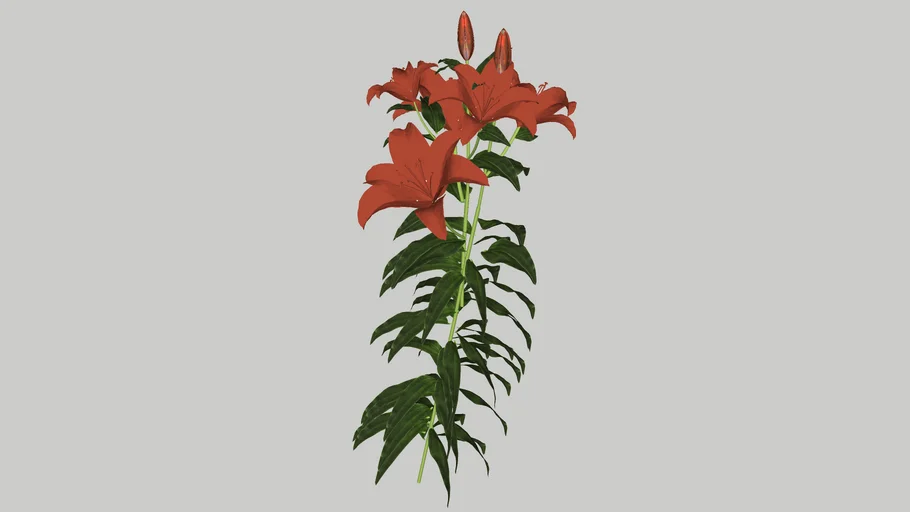 Lily Lilium Lilia