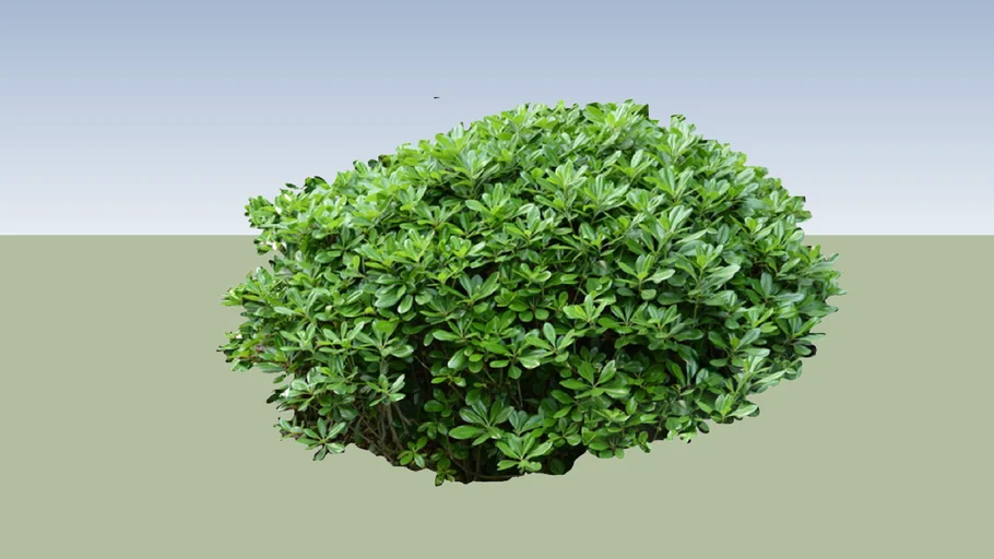 Pittosporum Miss Muffet
