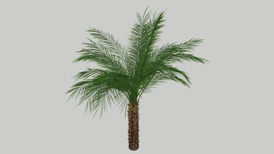 palmeira fenix
