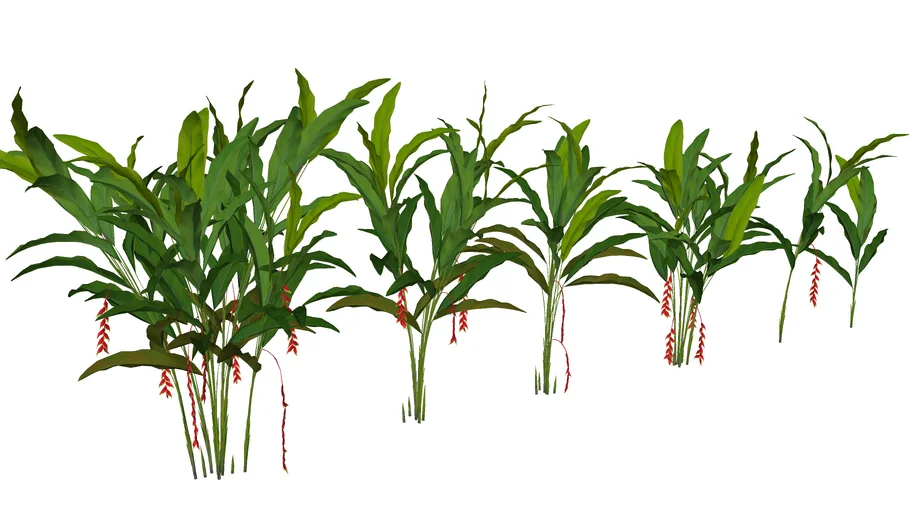 Heliconia rostrata