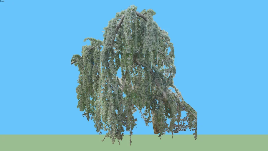Weeping Blue Atlas Cedar