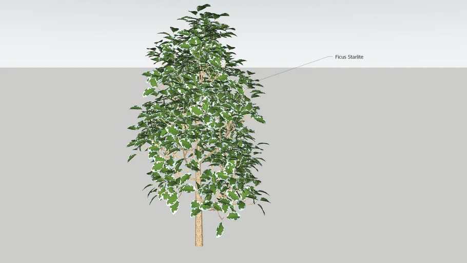 Ficus Starlite + Ficus starlite tree +Tree + Plant