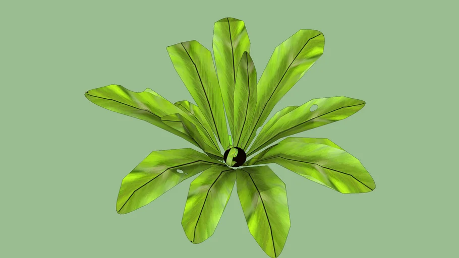 Asplenium nidus