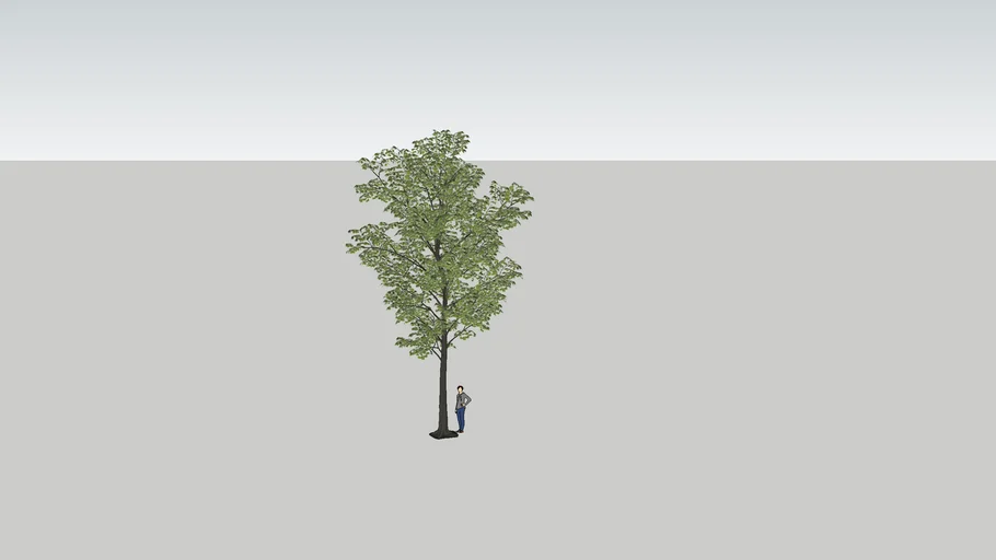 TREE-Cây
