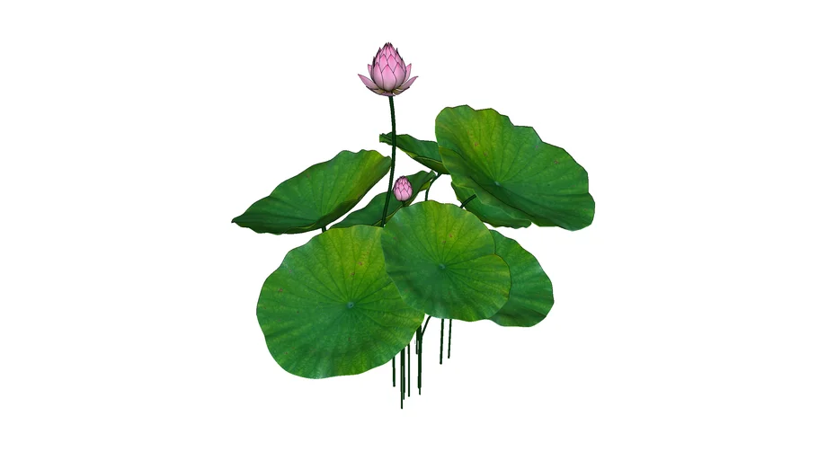 Hoa sen