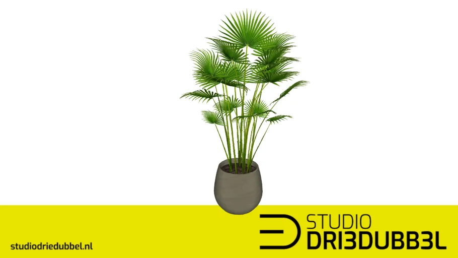 Plant palm