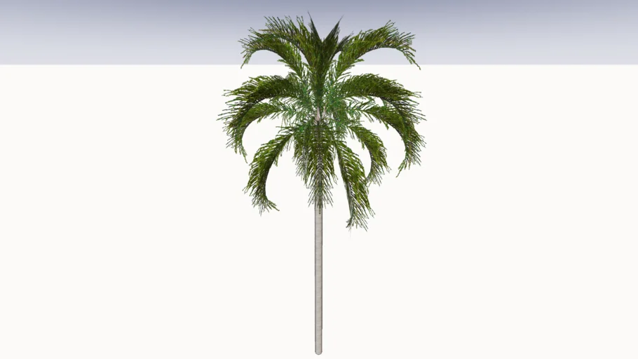 palmera