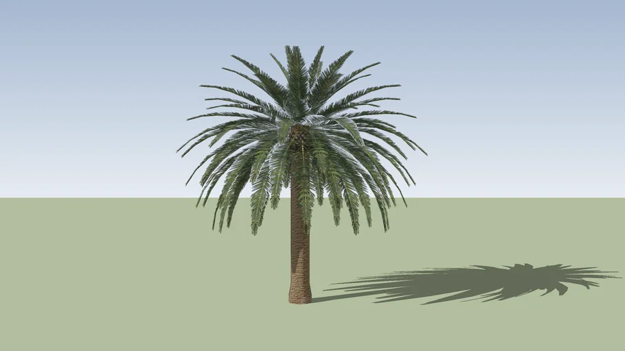 Phoenix dactylifera