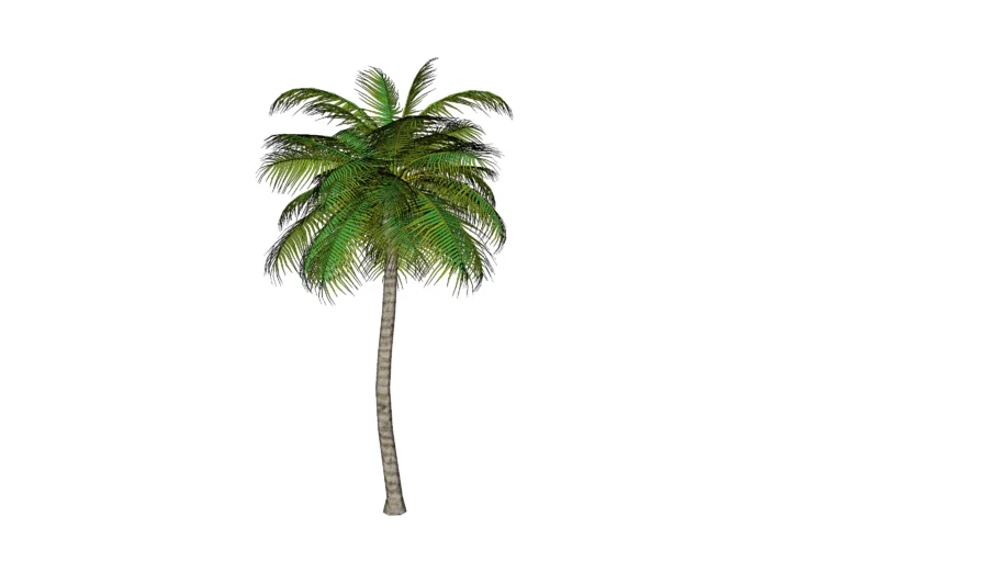 Coconut Tree (Cocos nucifera) - Pohon kelapa