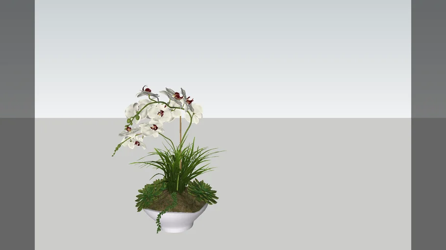 Orchid+10