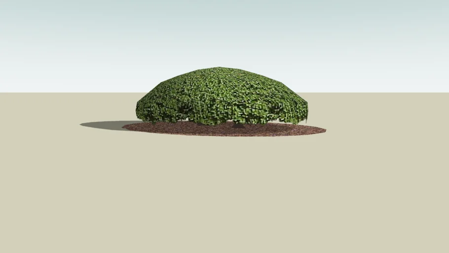 Shrub 2