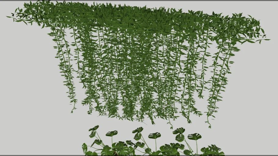 HANGING PLANT