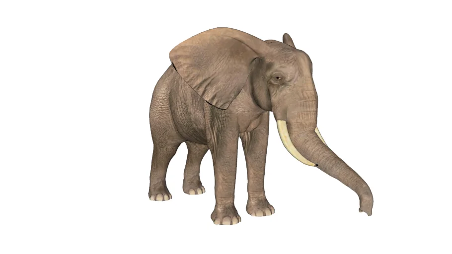 Elephant