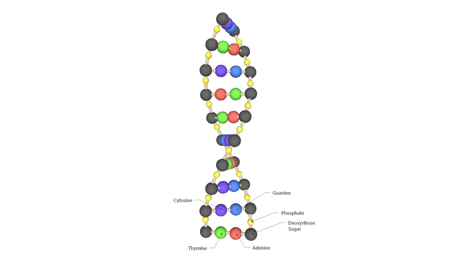 Simple DNA Model for School Projects | 3D Warehouse