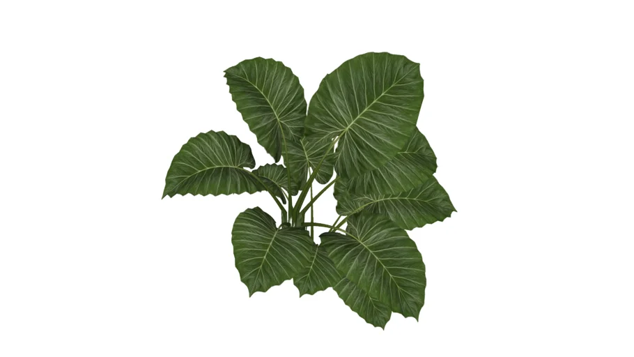ORELHA DE ELEFANTE (ALOCASIA MACRORRHIZOS)