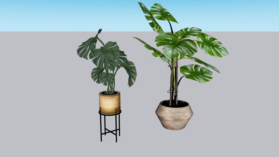 Monstera Plants