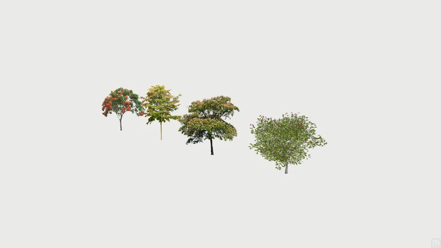 Albizia Julibrissin Trees