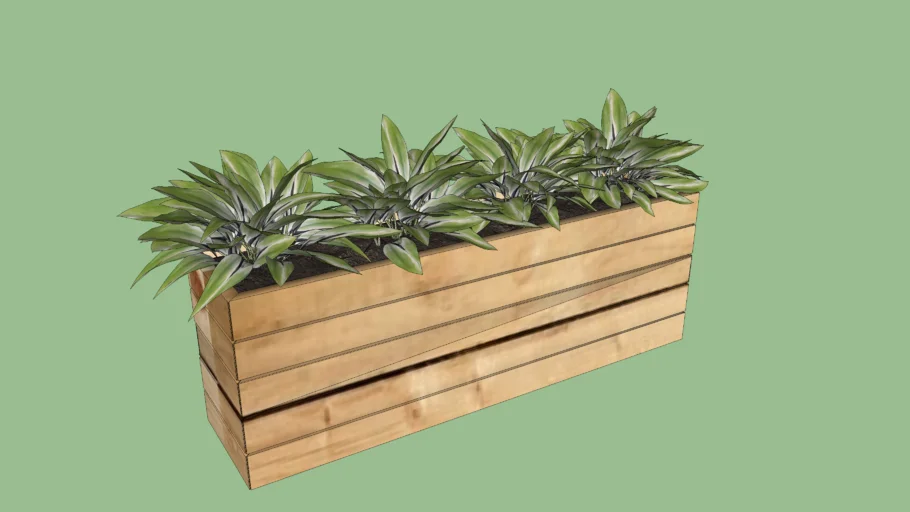 Indoor Plant 