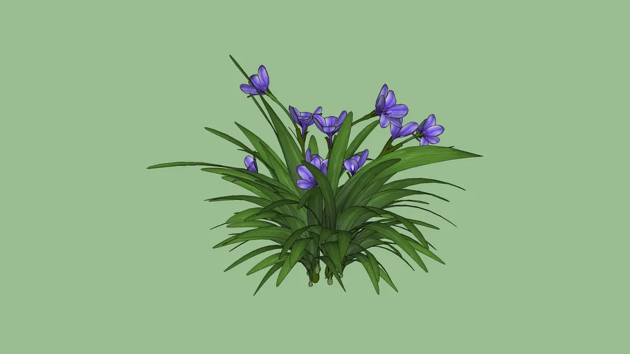 ground orchid purple