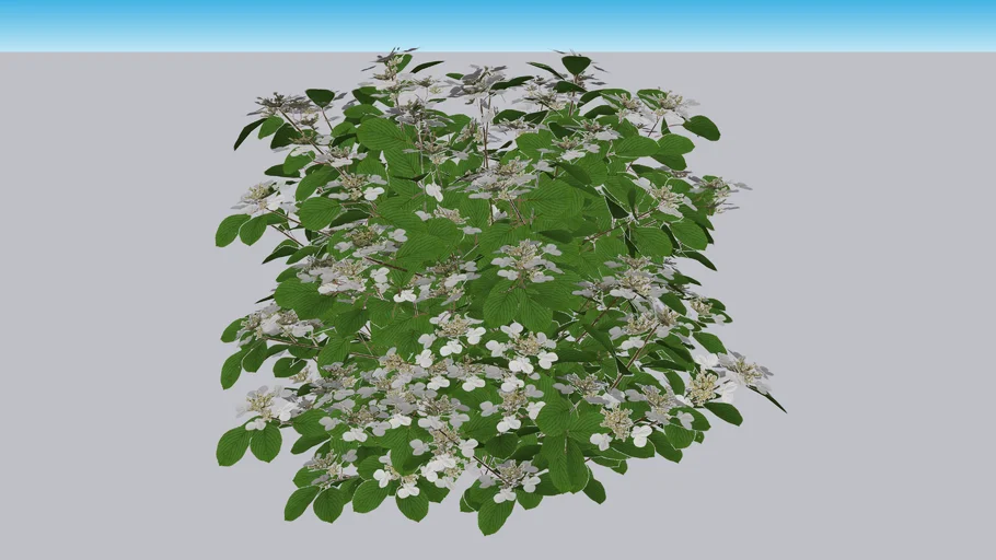 Steady Eddy® Doublefile Viburnum - Viburnum plicatum var. tomentosum