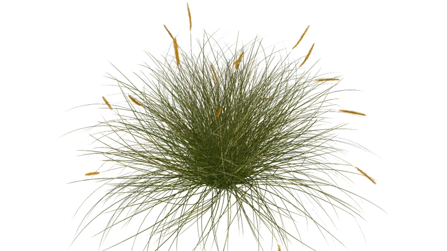Paisagismo_Bulbine_Bulbine frutescens