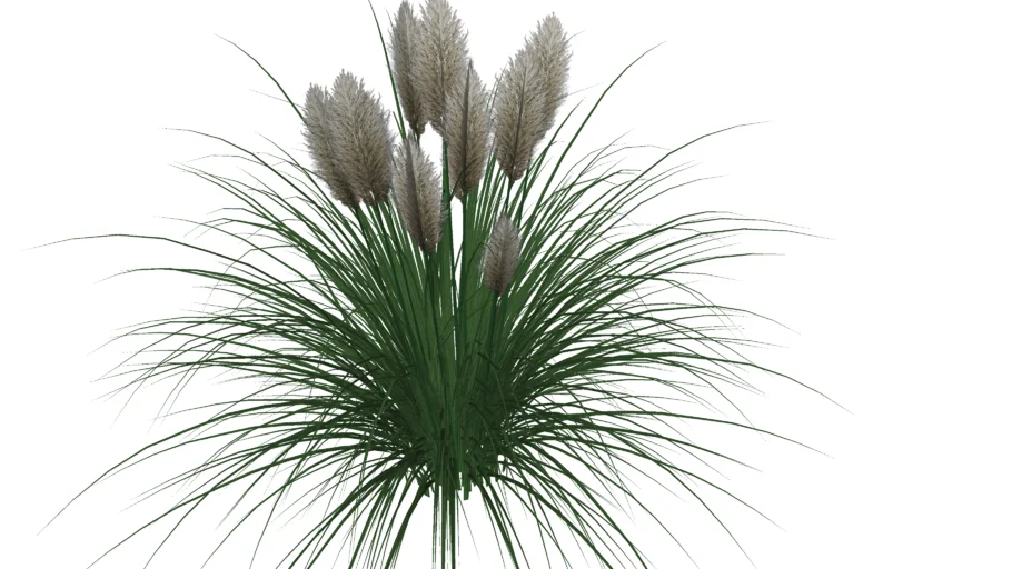 Cortaderia selloana