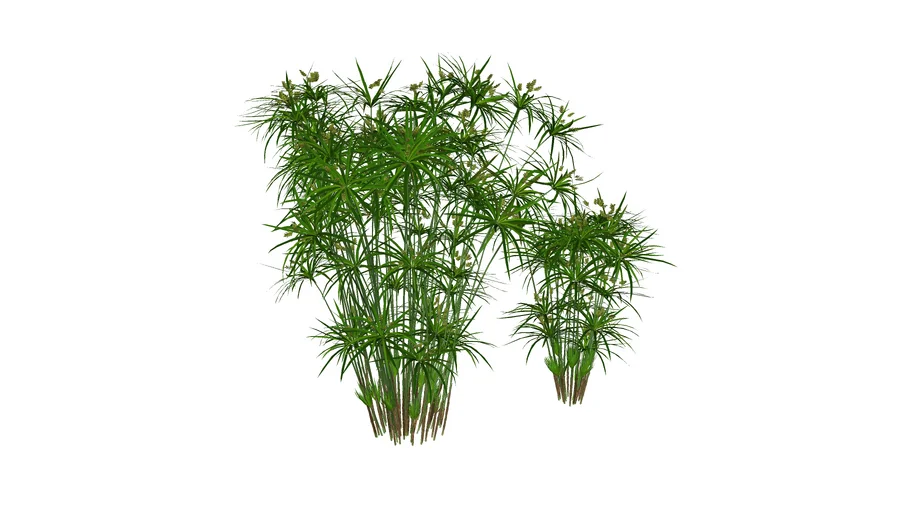 Cyperus alternifolius
