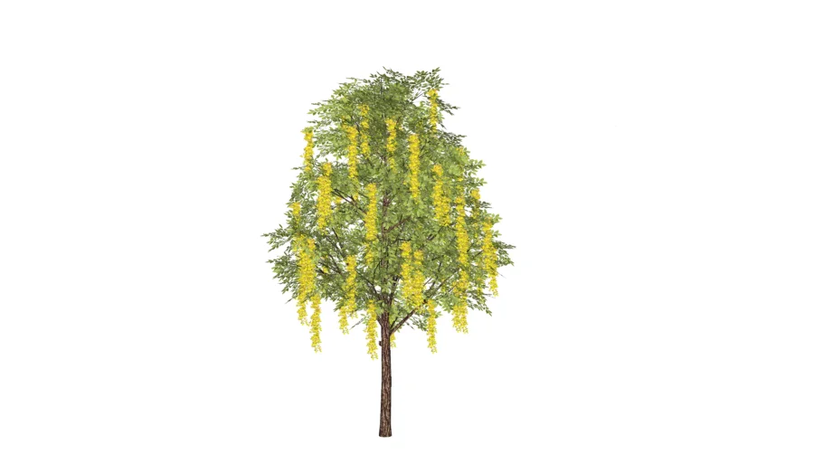 Cassia_Fistula (Golden Shower ) Tree