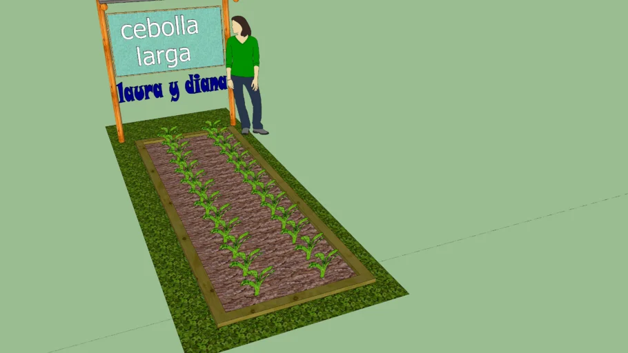 Era huerta escolar Cebolla larga