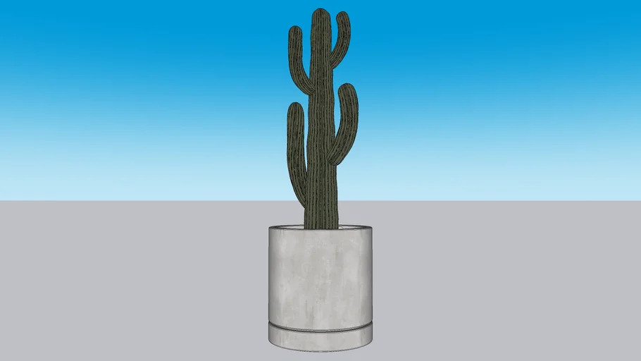 Cacto