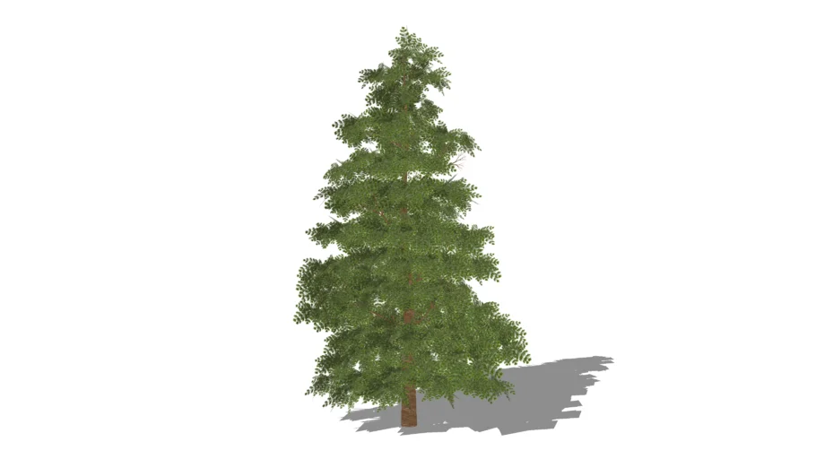 Redwood Tree - 3D