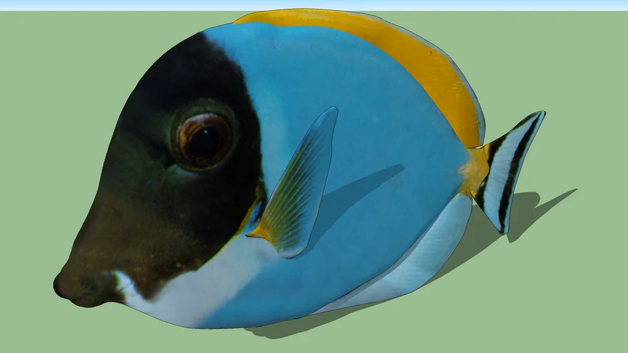 Cirurgião-patela (Paracanthurus hepatus)