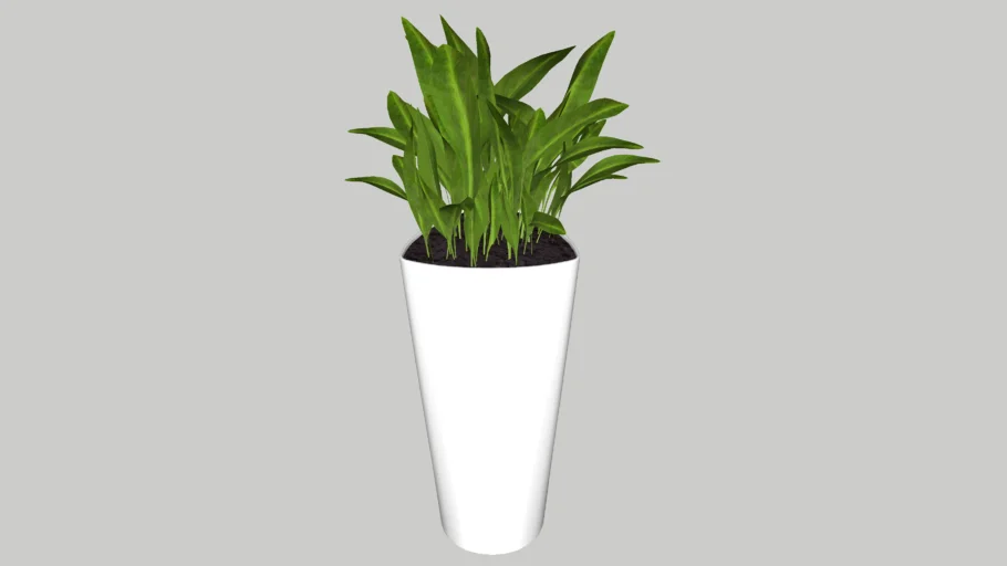Outdoor Plant