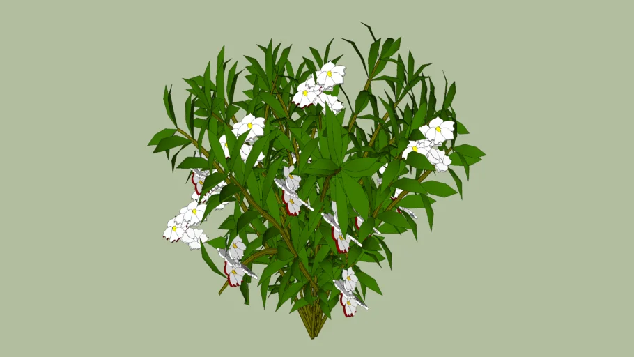 climber plant