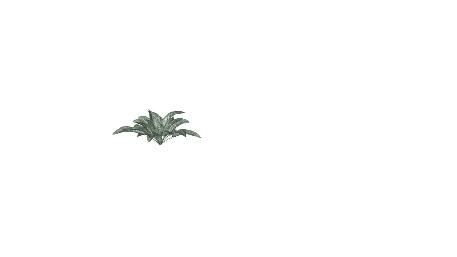 Aglaonema christina